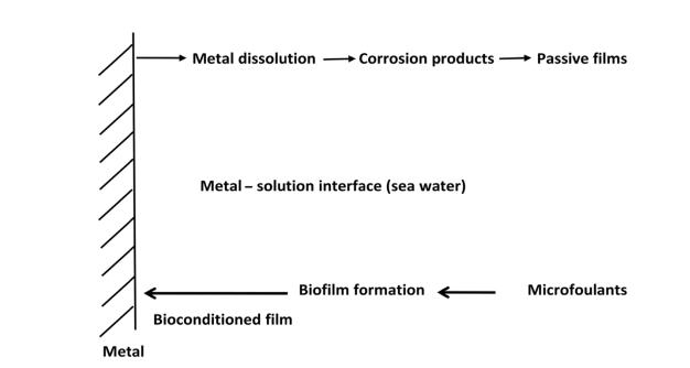 خوردگی میکوبی - شکل 1- فصل مشترک فلز/محلول بیولوژیکی که فرایند خوردگی زیستی و معدنی را نشان می دهد.